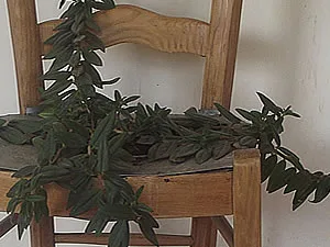 Chaise plantée